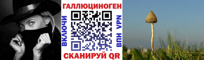 сайты даркнета Telegram  Ардон  Псилоцибиновые грибы Magic Shrooms 